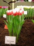 [Dutch Design 2006_0205Image0011.JPG]